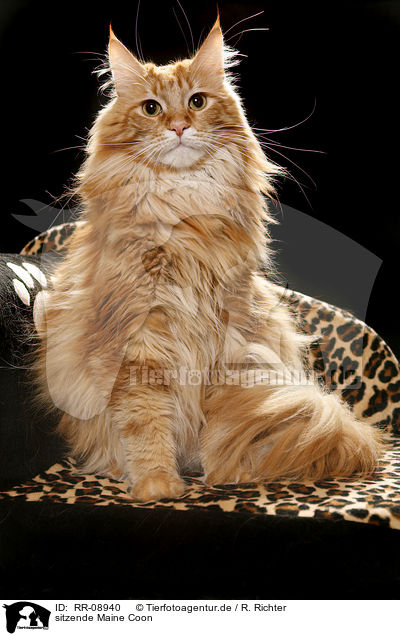 sitzende Maine Coon / sitting Maine Coon / RR-08940