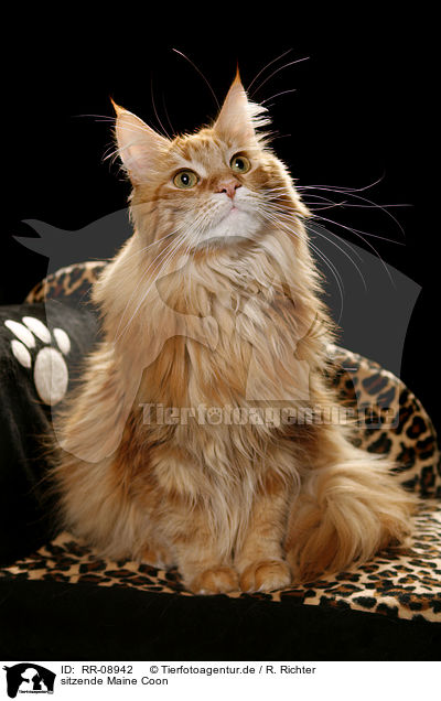 sitzende Maine Coon / sitting Maine Coon / RR-08942