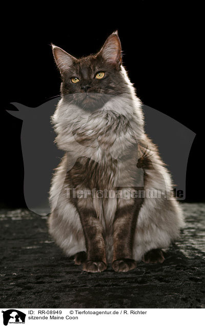 sitzende Maine Coon / sitting Maine Coon / RR-08949