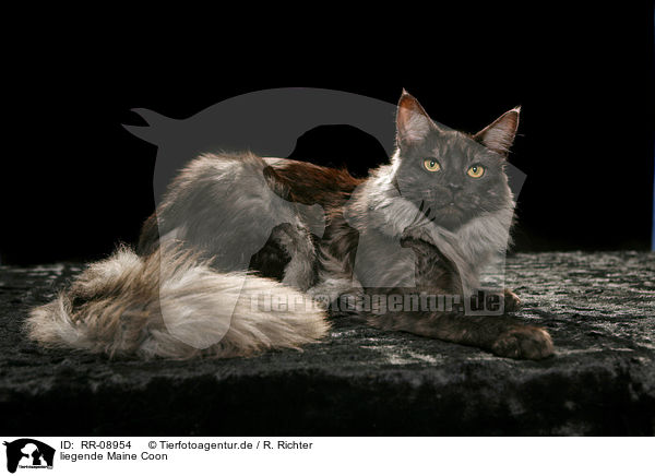 liegende Maine Coon / lying Maine Coon / RR-08954