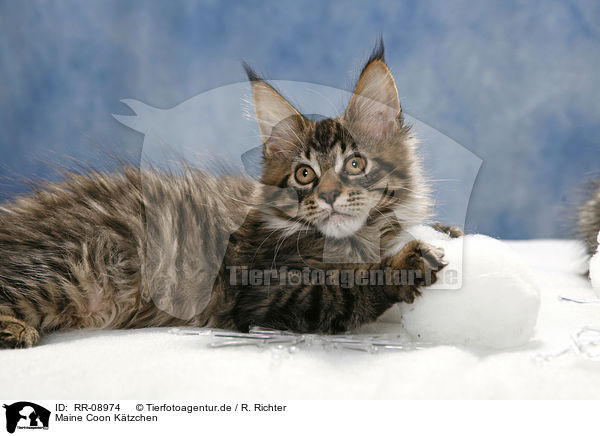 Maine Coon Ktzchen / Maine Coon Kitten / RR-08974