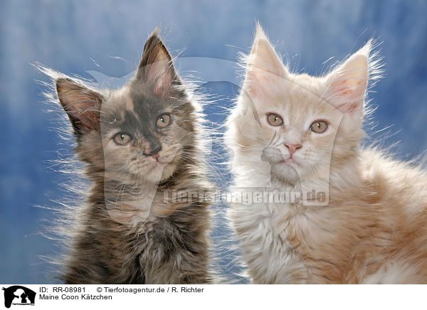 Maine Coon Ktzchen / Maine Coon Kitten / RR-08981