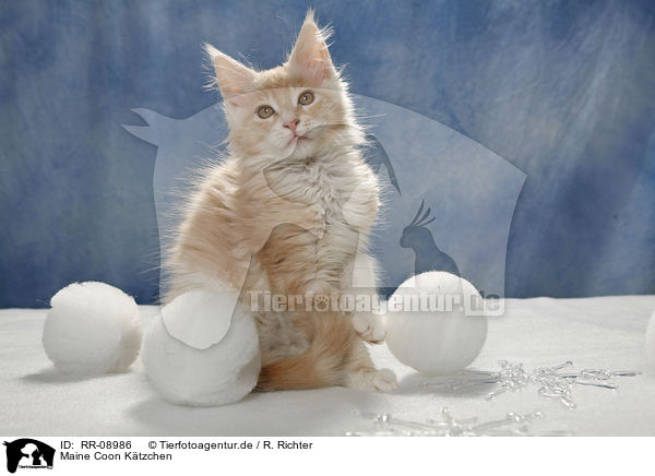 Maine Coon Ktzchen / Maine Coon Kitten / RR-08986