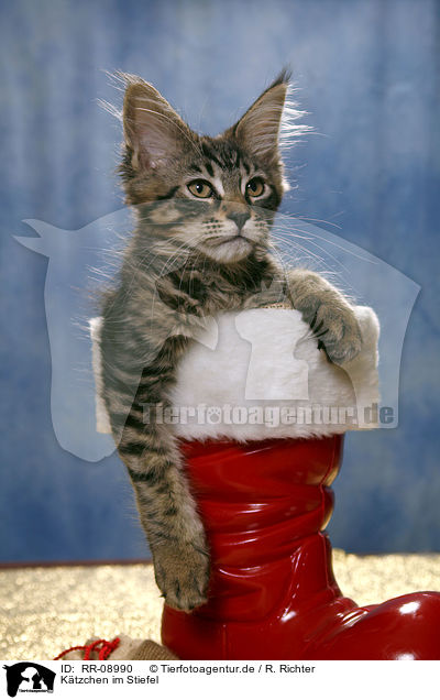 Ktzchen im Stiefel / Kitten in boot / RR-08990