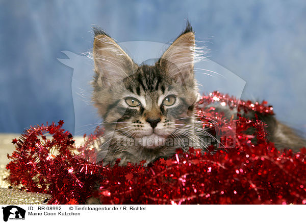 Maine Coon Ktzchen / Maine Coon kitten / RR-08992