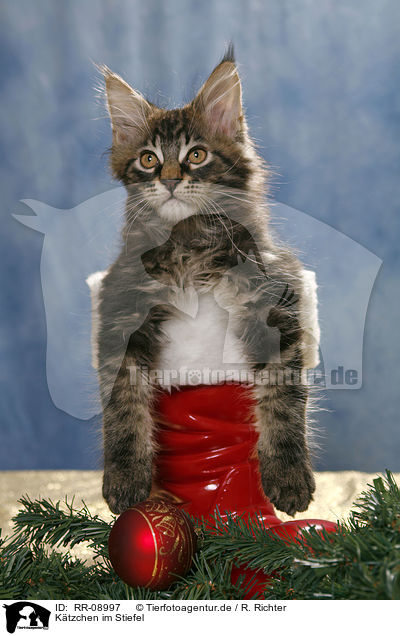 Ktzchen im Stiefel / Kitten in boot / RR-08997