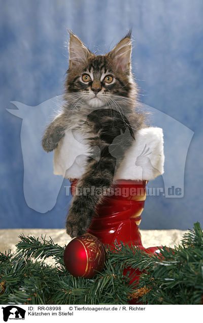 Ktzchen im Stiefel / Kitten in boot / RR-08998