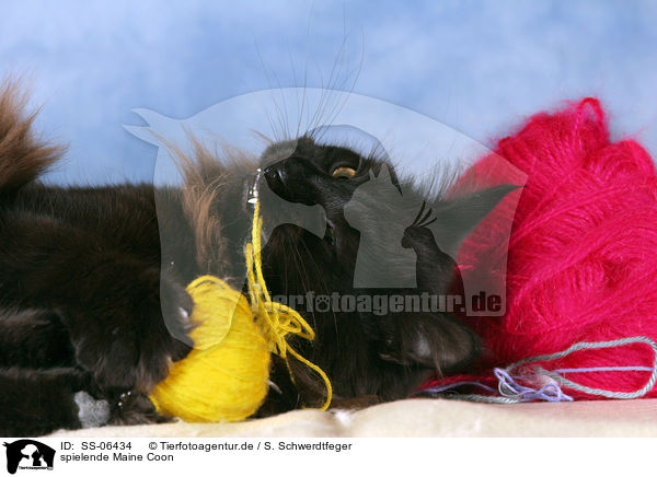 spielende Maine Coon / playing Maine Coon / SS-06434