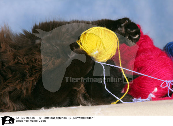 spielende Maine Coon / playing Maine Coon / SS-06435