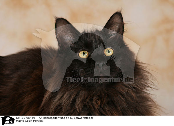 Maine Coon Portrait / Maine Coon Portrait / SS-06440