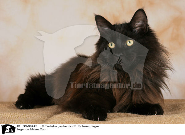 liegende Maine Coon / lying Maine Coon / SS-06443