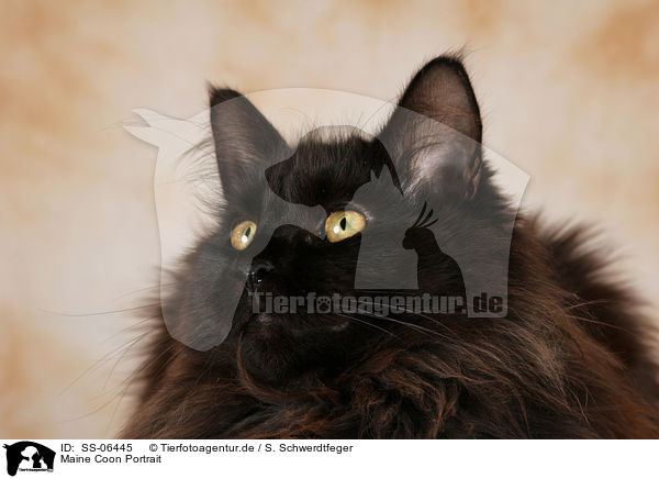 Maine Coon Portrait / Maine Coon Portrait / SS-06445