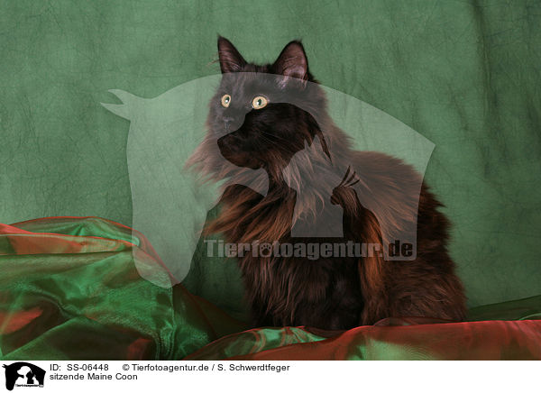 sitzende Maine Coon / sitting Maine Coon / SS-06448