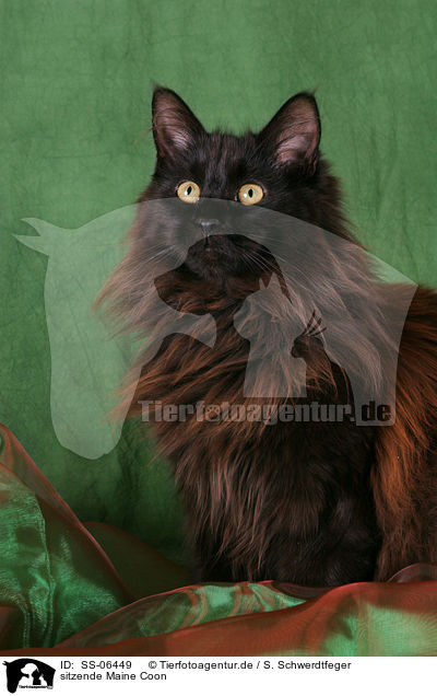 sitzende Maine Coon / sitting Maine Coon / SS-06449