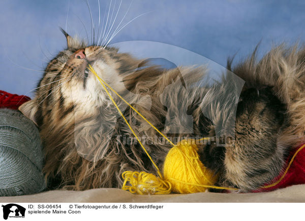 spielende Maine Coon / playing Maine Coon / SS-06454