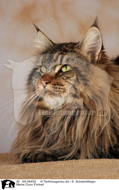 Maine Coon Portrait / Maine Coon Portrait / SS-06455