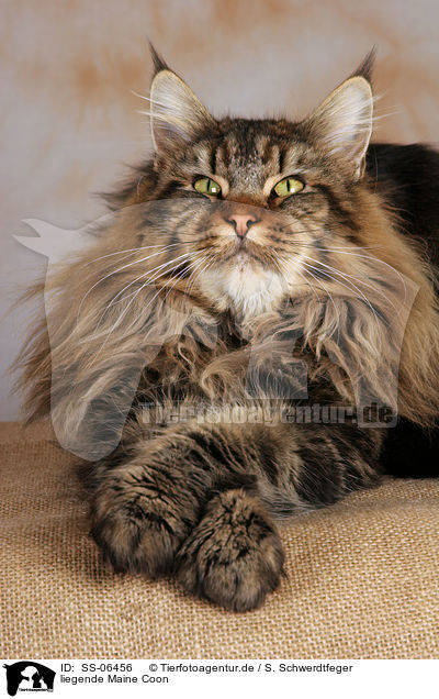 liegende Maine Coon / lying Maine Coon / SS-06456