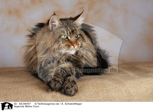 liegende Maine Coon / lying Maine Coon / SS-06457