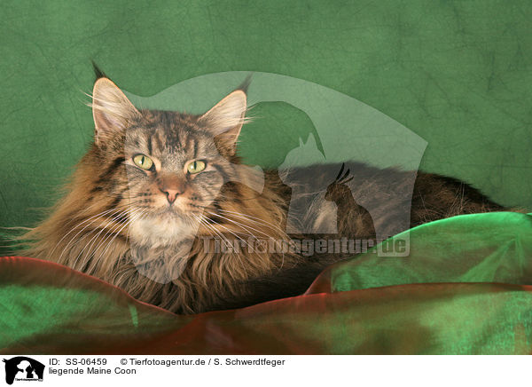 liegende Maine Coon / lying Maine Coon / SS-06459