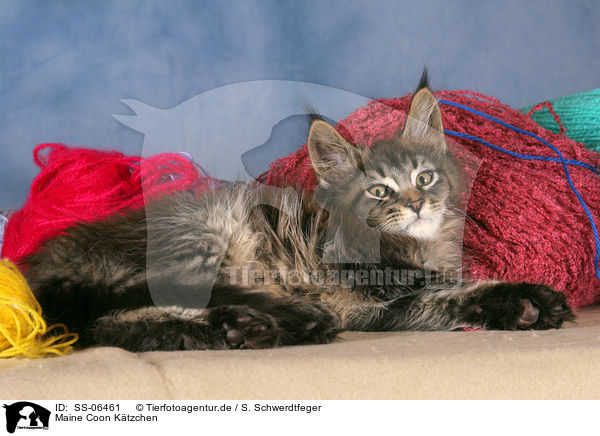 Maine Coon Ktzchen / Maine Coon kitten / SS-06461