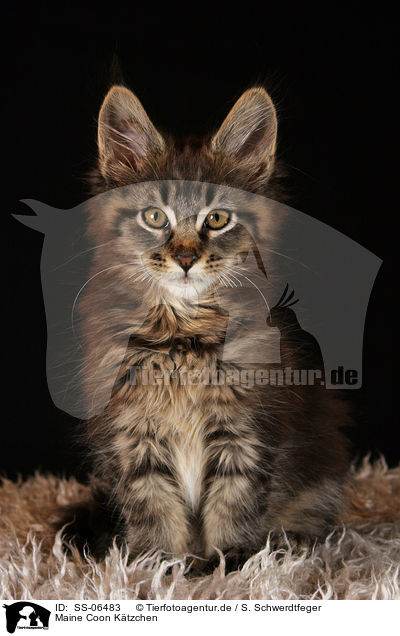 Maine Coon Ktzchen / Maine Coon kitten / SS-06483