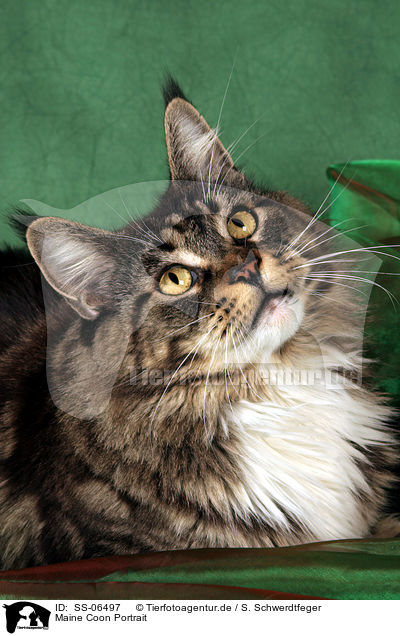 Maine Coon Portrait / Maine Coon Portrait / SS-06497