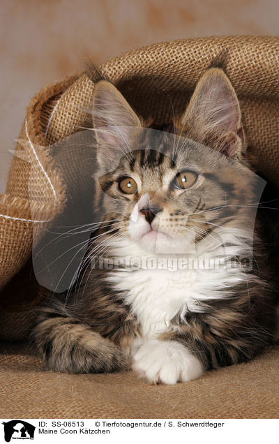 Maine Coon Ktzchen / Maine Coon kitten / SS-06513