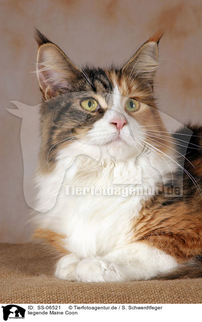 liegende Maine Coon / lying Maine Coon / SS-06521