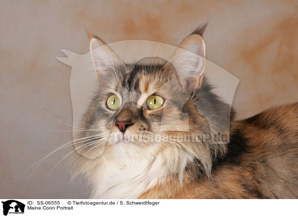 Maine Coon Portrait / Maine Coon Portrait / SS-06555