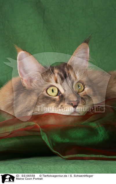 Maine Coon Portrait / Maine Coon Portrait / SS-06558