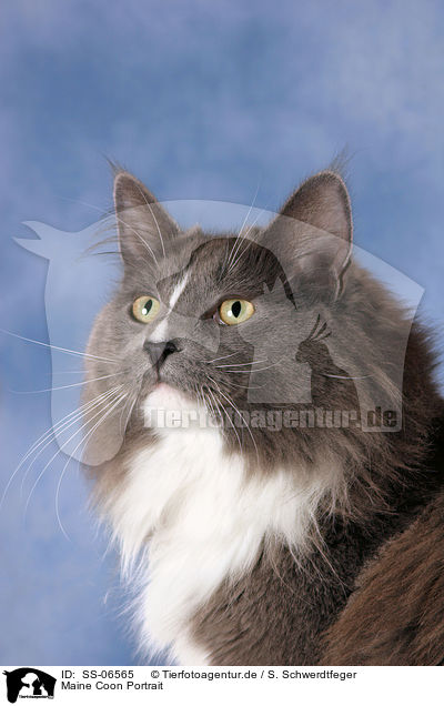 Maine Coon Portrait / Maine Coon Portrait / SS-06565