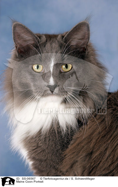 Maine Coon Portrait / Maine Coon Portrait / SS-06567