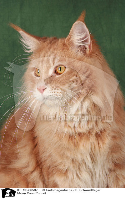 Maine Coon Portrait / Maine Coon Portrait / SS-06597