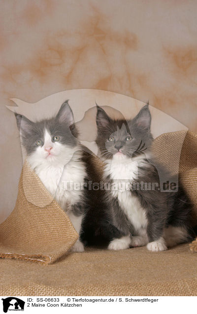 2 Maine Coon Ktzchen / 2 Maine Coon Kitten / SS-06633