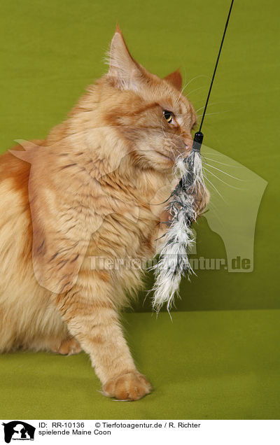 spielende Maine Coon / playing Maine Coon / RR-10136