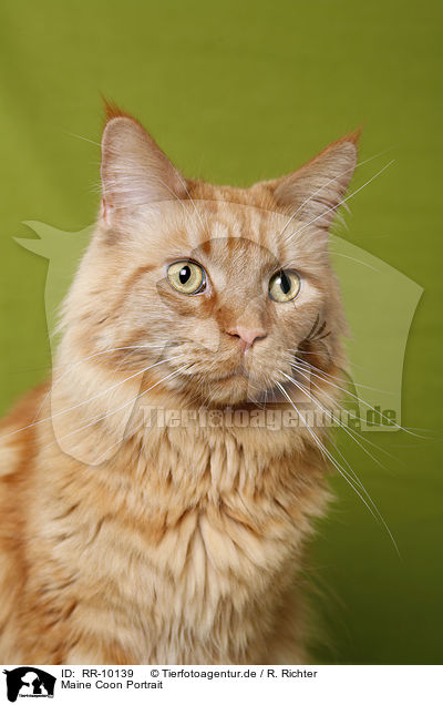 Maine Coon Portrait / Maine Coon Portrait / RR-10139