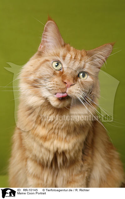 Maine Coon Portrait / RR-10145