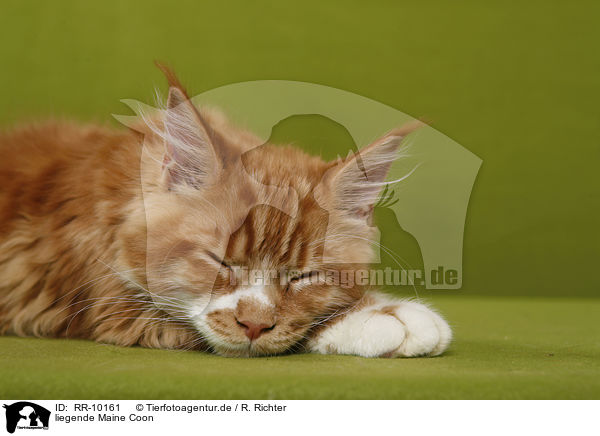 liegende Maine Coon / lying Maine Coon / RR-10161