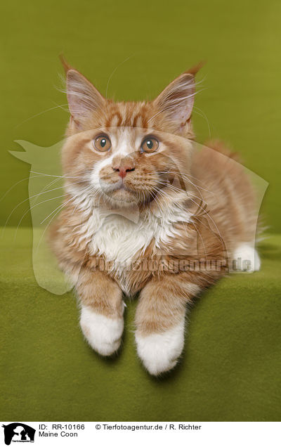 Maine Coon / Maine Coon / RR-10166
