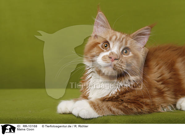 Maine Coon / Maine Coon / RR-10168