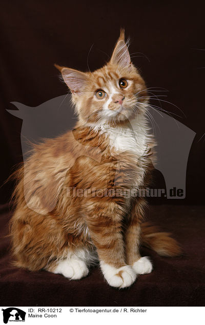 Maine Coon / Maine Coon / RR-10212