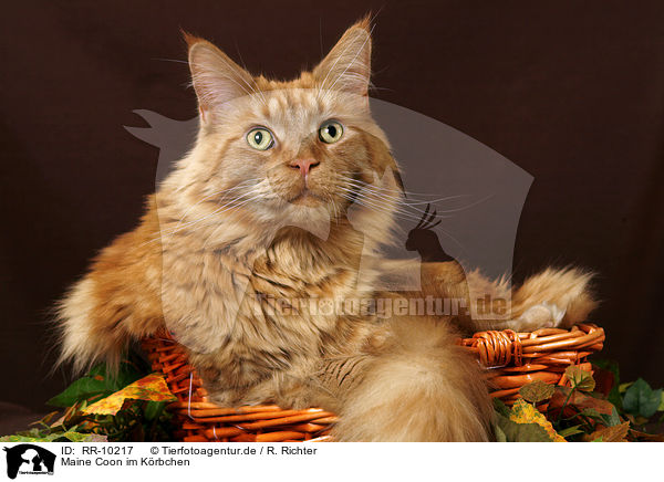 Maine Coon im Krbchen / Maine Coon in basket / RR-10217