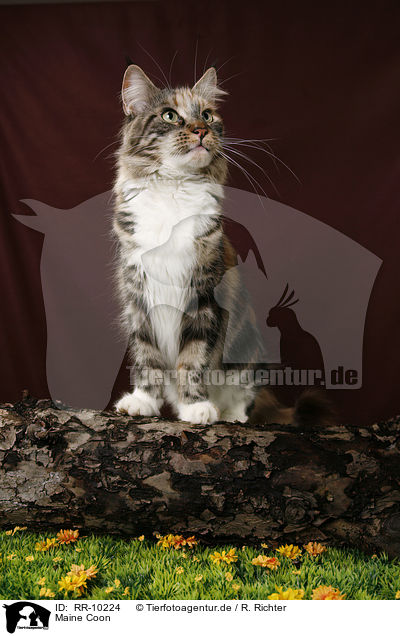 Maine Coon / RR-10224