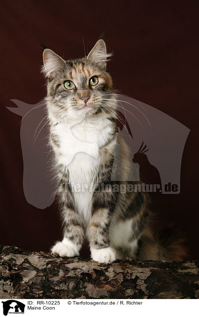 Maine Coon / RR-10225