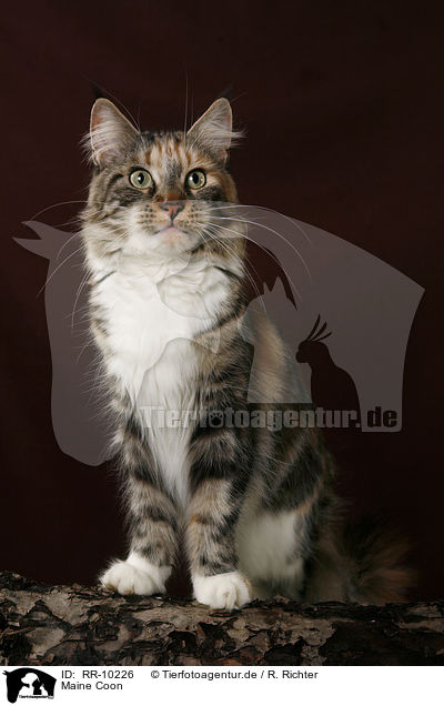 Maine Coon / Maine Coon / RR-10226
