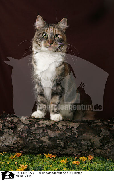 Maine Coon / Maine Coon / RR-10227