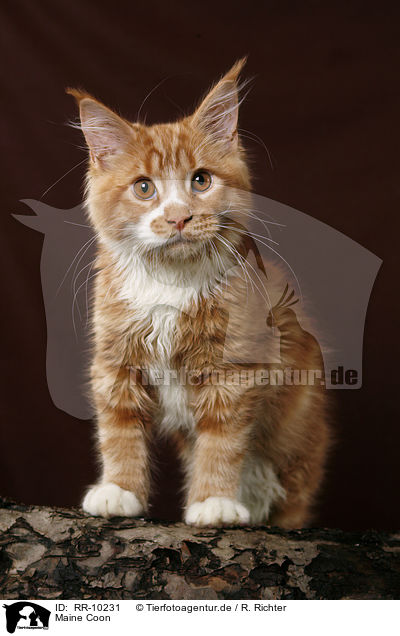 Maine Coon / Maine Coon / RR-10231