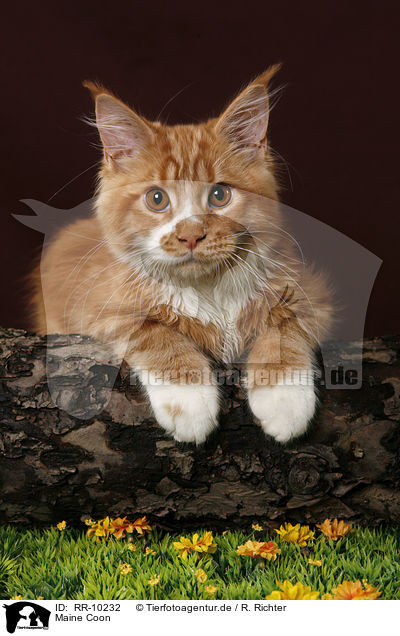 Maine Coon / RR-10232