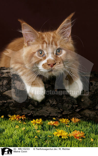 Maine Coon / RR-10233