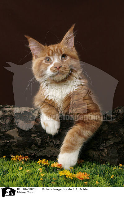 Maine Coon / RR-10236